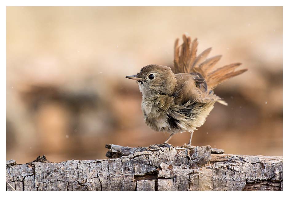 Sortie chants d'oiseaux